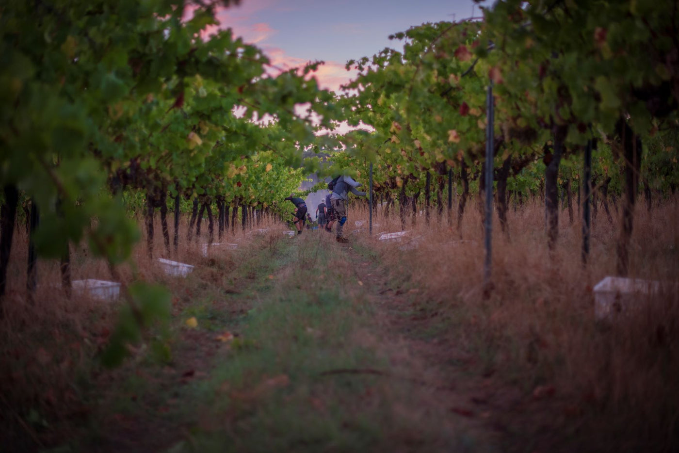 Happs Wines Sustainable Winery
